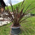 Roter Neuseel�nder Flachs, Phormium tenax Atropurpureum