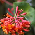 Bl�te der Lonicera brownii 