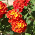 rotes wandelr�schen
