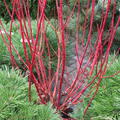 Sibirischer Hartriegel cornus alba sibirica