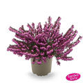 Winterbl�hende Heide 'Rubina' (S)