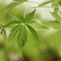 Zuckerblatt Brombeere Sugarleaf� 'Innocent', Rubus chingii var. suavissimus
