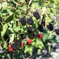 Chef-Brombeere, Sommerbrombeere, Br 22-01, Neuheit, Rubus fruticosus