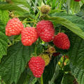 Rubus, Himbeere, Twotimer Chef, quer