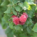 kompakte Himbeere, Lowberry� 'Ruby Best'�, Sommerhimbeere