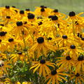 Rudbeckia 'Goldsturm'
