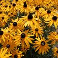 Rudbeckia fulgida sullivantii 'Goldsturm', gelb, Sonnenhut