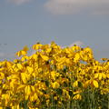 Rudbeckia nitida 'Herbstsonne'