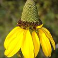 Rudbeckia maxima Hoher Sonnenhut, frisch aufgebl�ht