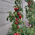 S�ulenapfel 'Dulcessa', Apfelbaum
