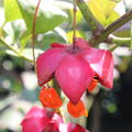 Euonymus planipes