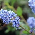 Ceanothus impressus Victoria S�ckelblume Kalifornischer Flieder mit Hummel