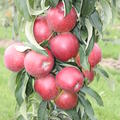 S�ulenapfel Malini� Dulcessa�