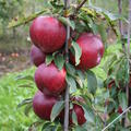 Apfel Malini Fresco�