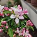 S�ulenapfel Malini� Gracilis�, Malus domestica