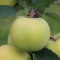 S�ulenapfel Malini� Greenlight� - der gelb-gr�ne S�ulenapfel