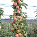 S�ulenf�rmiger Wuchs und sehr guter Fruchtbehang