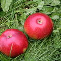 S�ulenapfel Malini� Pronto�