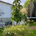 S�ulenapfel Malini� Pronto�, Malus domestica