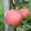 S�ulenapfel Malini� Pronto�