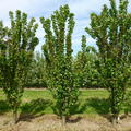 Fruttini� Jachim - S�ulen-Sauerkirsche