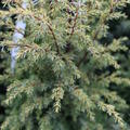 S�ulen-Wacholder 'Gold Cone'