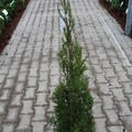 S�ulen-Wacholder 'Helle', Wacholder 'Spartan'