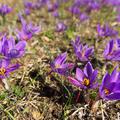 Safran anbauen Safrankrokus Bl�te Blumenzwiebel