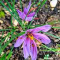 Safranbeet f�r 1g Safran, Crocus sativus
