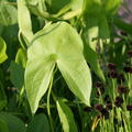 Sagittaria latifolia, Breitbl�ttriges Pfeilkraut