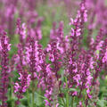 Salvia nemorosa 'Katsjing', Steppensalbei