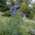 Salvia azurea var. grandiflora, Blau im Herbstgarten
