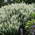 Salvia nemorosa 'Adrian'