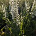 Salvia nemorosa 'Adrian', Salvia nemorosa 'Adrian'