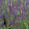 Salvia nemorosa 'Blauk�nigin'