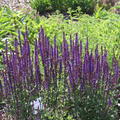 Salvia nemorosa 'Caradonna' Lubera