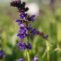 Salvia nemorosa 'Mainacht'
