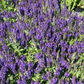 Salvia nemorosa 'Marcus' �