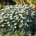 Salvia officinalis 'Berggarten'