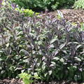 Salvia officinalis 'Purpurascens'