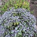 Salvia officinalis 'Purpurascens', Salvia officinalis 'Purpurascens'