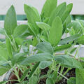 Salvia officinalis Mandala Silver, Salbei, K�chensalbei, 1,3L-Topf Eigenproduktion