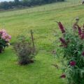 Sambucus nigra 'Black Lace'�, Sambucus nigra 'Black Lace'