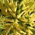 Gelblaubiger S�ulenholunder 'Golden Tower' (Sambucus nigra 'Golden Tower')
