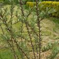 Etablierte Pflanze im Garten