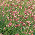 Sanguisorba tenuifolia 'Pink Elephant'