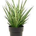 Sansevieria 'Comet Rocky Mountains', Tuff, im 19cm Topf, H�he 60cm, Breite 40cm