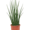Sansevieria cylindrica 'Fernwood Mikado', Tuff, im 19cm Topf, H�he 70cm, Breite 35cm