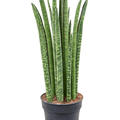 Sansevieria cylindrica 'Liv', Tuff, im 17cm Topf, H�he 60cm, Breite 25cm