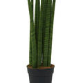 Sansevieria cylindrica 'Straight', Tuff, im 19cm Topf, H�he 75cm, Breite 20cm